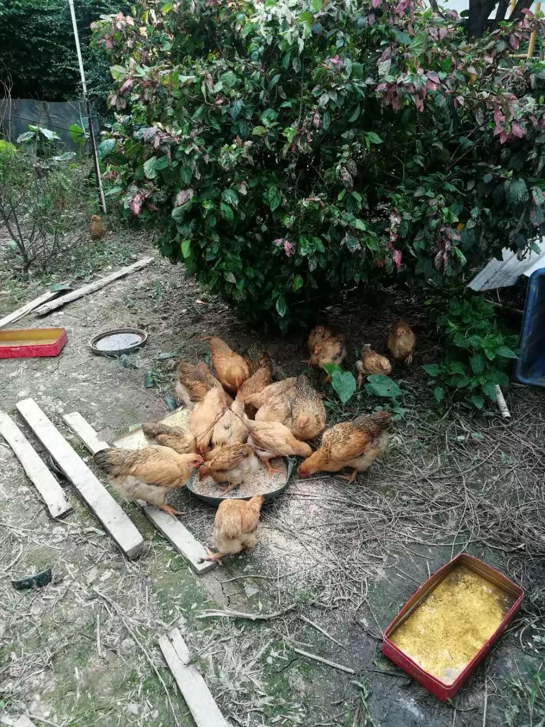 9环保高压下肇庆陶企生存实录.jpg